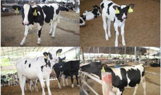 一千头伤心的奶牛 一千头伤心的奶牛